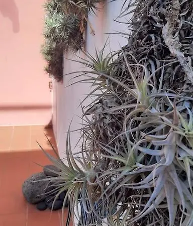 Canarian House La Florida, Orotava Апартаменты Ля Оротава