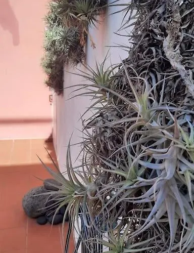 Canarian House La Florida, Orotava Appartamento La Orotava